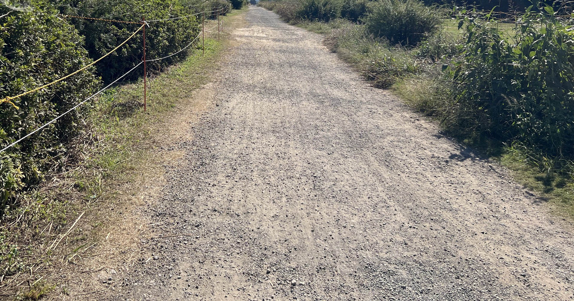 晴れた日の河川敷の砂利道。左手にロープの張られた植え込み、右手に草むらが続き、道がまっすぐ奥へ延びている