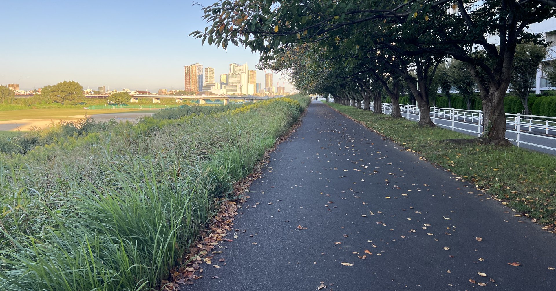 河川敷の並木道。落ち葉の散った舗装路が、桜並木の下を奥へまっすぐ延びている
